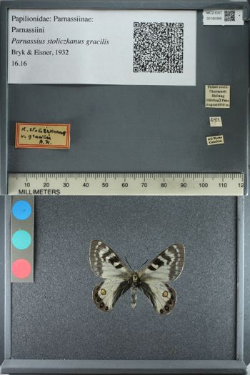 Media type: image;   Entomology 180386